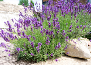 Kdy stříhat levanduli na dekorace, aby její květy neopadávaly? Podstatná je doba sběru
