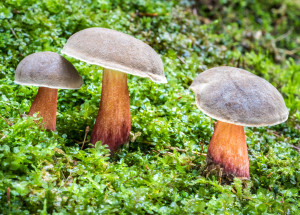 Proč nesušit babky neboli hřiby žlutomasé? Vystavujete se zdravotnímu riziku