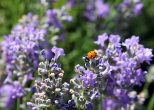 Odkvetlá levandule má několik využití. Do kompostu rozhodně nepatří