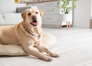 Výška 2 metry, váha 156 kilo. Jak vypadají ti největší psi světa?