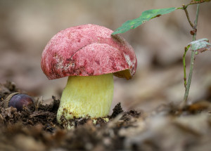 Hřib královský patří k zákonem chráněným houbám. Za jeho sběr vám hrozí pokuta