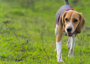 Při cestě do práce viděla, jak se jiná žena snaží vyhodit své psy u cesty. Ihned jednala