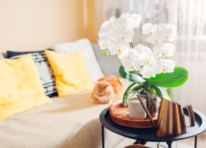 Druhy pokojových orchidejí, které zvládne doma pěstovat každý. Za péči se vám odvděčí neskutečnou krásou