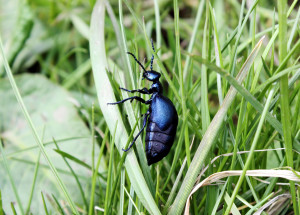 Hysterický hon na majku fialovou: Přehodnoťme její pověst