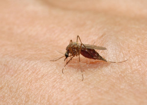 Evropou se šíří západonilská horečka. Největší riziko na vás číhá v Itálii, Řecku a Rumunsku