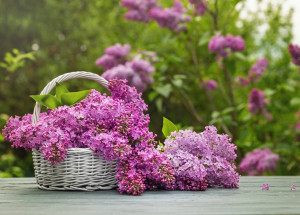 Šeříkový obklad: Tajemství našich babiček proti bolestem hlavy a migréně