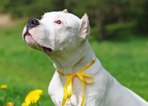 Stále více psů nosí žlutou stužku. Co to znamená a proč se od takového pejska raději vzdálit?