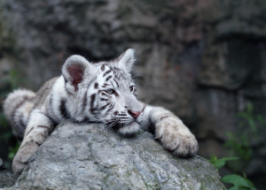 Karlosu Vémolovi hrozí trest za týrání zvířat. Jeho případ s bílým tygrem převzala policie