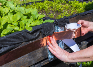 Co platí proti slimákům? Vyzkoušejte měděnou pásku