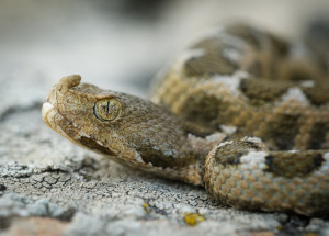 V jižním Chorvatsku útočí jedovatí hadi. Případů stále přibývá
