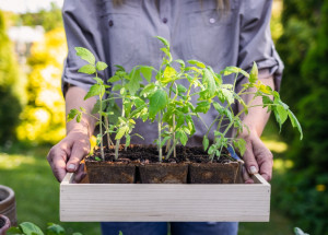 Jak daleko od sebe sázet rajčata, papriky nebo okurky? Vzdálenost sazenic je důležitá