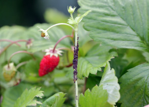 Mšice na jahodách jsou problém. Jak se jich zbavit?