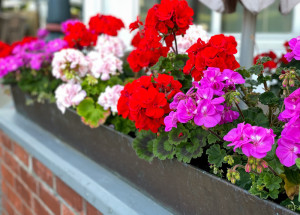 Jak pěstovat muškáty v truhlících a co k nim zasadit? Poradíme také, kdy dát muškáty do truhlíku