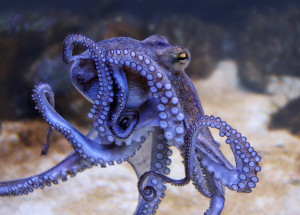 Rodina si adoptovala chobotnici. Jejich život se poté obrátil vzhůru nohama