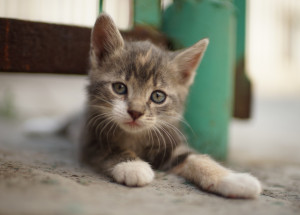 Jak pečovat o koťátka bez maminky?