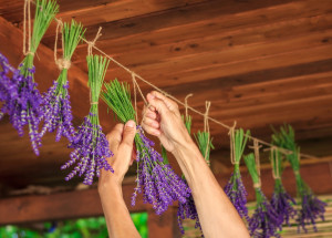Jak sušit levanduli, aby neopadala, neztratila barvu a stále krásně voněla? Základem je správný postup