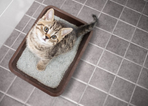 Efektivní tipy pro udržení kočičí toalety bez zápachu