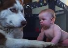 Husky se před dítětem snažil tvářit drsně. Sledujte ale, co se stane, když se ho klučina dotkne!