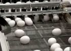 Kupujeme je skoro všichni. Takto to vypadá v továrně na vajíčka z velkoobchodů!