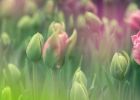 Horoskop na 15. týden (8.4. 2019 -14.4. 2019)