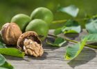 Listy ořešáku královského působí na naše zdraví blahodárněji nežli samotné vlašské ořechy