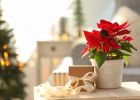 Vánoční hvězda: Jak se o tuto rostlinu starat, aby byla krásná i na Štědrý den?