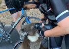 Australská cyklistka dala napít z lahve žíznivému koalovi: Nevědomky jej ohrozila na životě