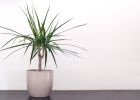 Jak pěstovat dracenu, aby se stala ozdobou vašeho domova: Dracaena marginata naroste do výšky při dodržení několika pravidel