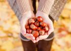 Proč nosit kaštany v kapse: Jejich léčivá síla pomáhá překonat neplodnost a klimakterium, odbourává stres a léčí revmatismus