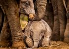 Oklahomská zoo zveřejnila ultrazvuk sloního mláděte. Není nic roztomilejšího
