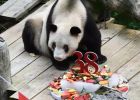 Zemřela nejstarší panda světa. Xin Xing v létě oslavila 38. narozeniny