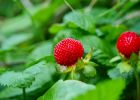 Jahodka indická neboli nejedlá jahoda může způsobit žaludeční problémy. Dejte si pozor na její záměnu s lesními jahodami