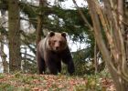 Další útok medvěda na Slovensku: 58letou ženu zvíře napadlo přímo v ovocném sadu