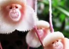 Opičí orchidej je unikát z Jižní Ameriky. Její květy se podobají tváři paviána