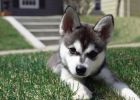 Psí plemeno aljašský klee kai je miniatura huskyho. Tohoto malého psa s velkým srdcem si zamilujete