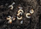 Bílá larva v hlíně nebo kompostu: Komu patří a může ohrozit úrodu?