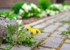 Jak se zbavit plevele v dlažbě? Vyzkoušejte osvědčené odstraňovače plevele na přírodní bázi