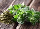 Oregano není jen koření, ale zázračná rostlina s řadou zdravotních výhod
