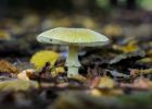Nejjedovatější houba v ČR má přezdívku kalich smrti. V jakém množství je nebezpečná?