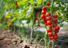 Co pěstovat vedle rajčat? Dejte si pozor na plodiny, se kterými se rajčata špatně snáší