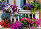 Tipy na nejkrásnější balkonové květiny: Udělají větší parádu než muškáty