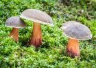 Proč nesušit babky neboli hřiby žlutomasé? Vystavujete se zdravotnímu riziku