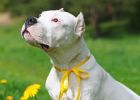 Stále více psů nosí žlutou stužku. Co to znamená a proč se od takového pejska raději vzdálit?