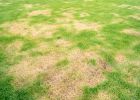 Proč trávník žloutne? Poradíme, jak s tímto problémem účinně bojovat