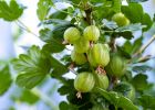 Jak využít angrešt? Připravte si domácí angreštový sorbet, který osvěží lépe než zmrzlina