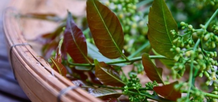 Neem – zázračný přírodní lék