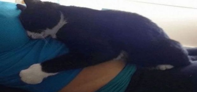 Kočka miluje mazlení na maminčině bříšku. Sledujte, co udělá, až se narodí dítě!