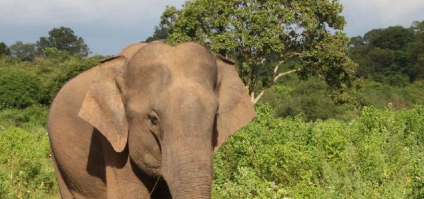 Srí Lanka: Na safari ve stylu Afriky