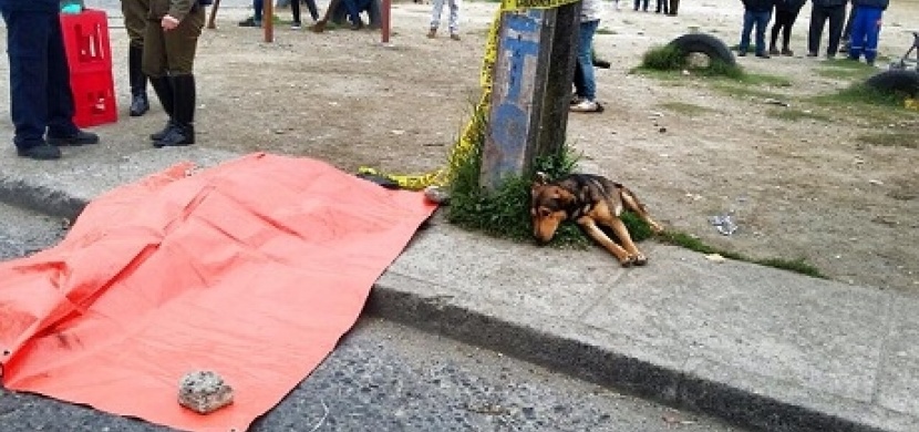 Srazilo ho auto a jeho pes se od něj nehnul ani na krok. Tyto fotky dojmou každého!