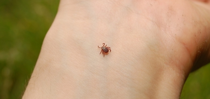 Přípravek, který vás účinně ochrání před klíšťaty. Nedejte jim šanci!